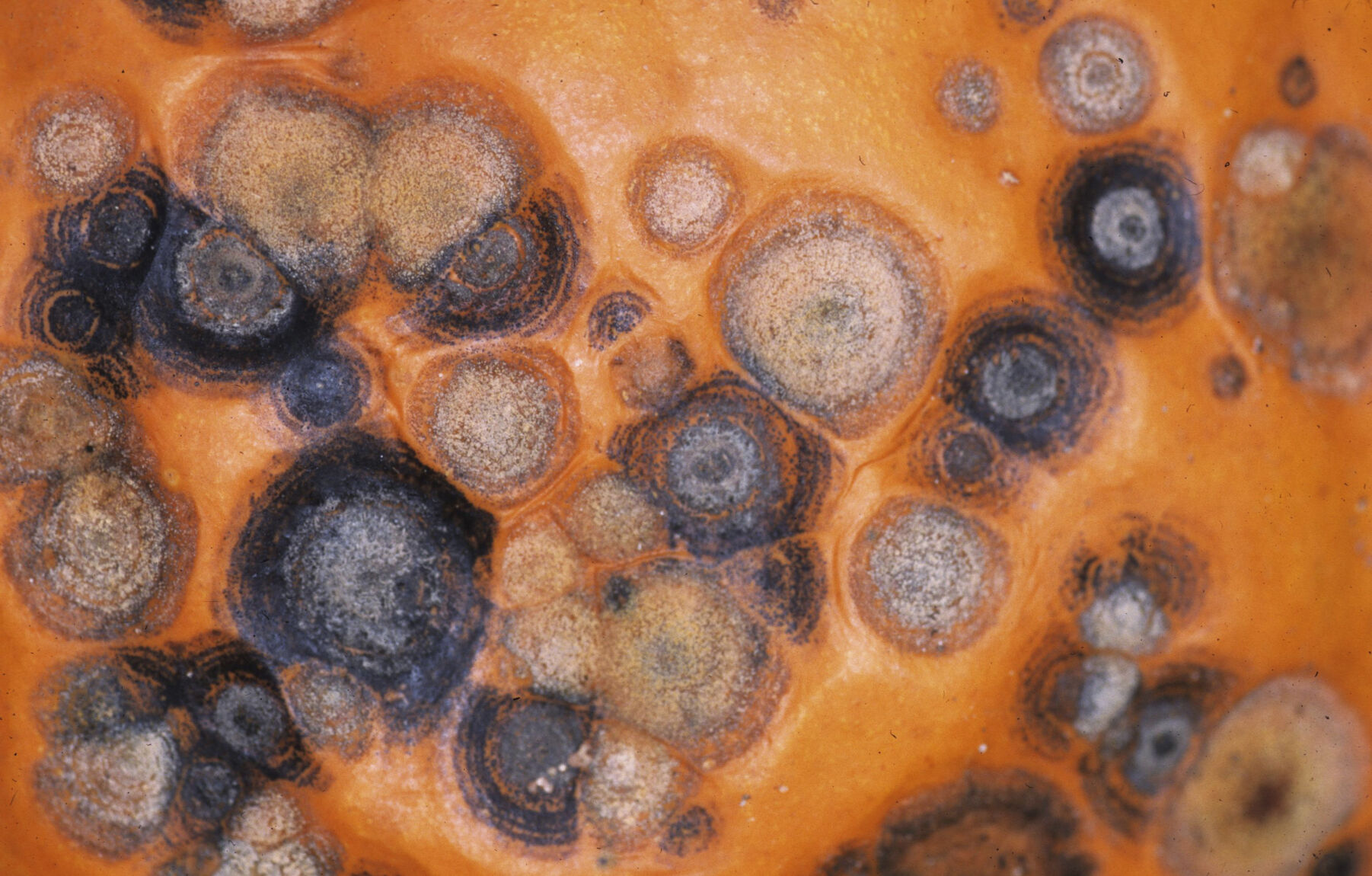 Anthracnose